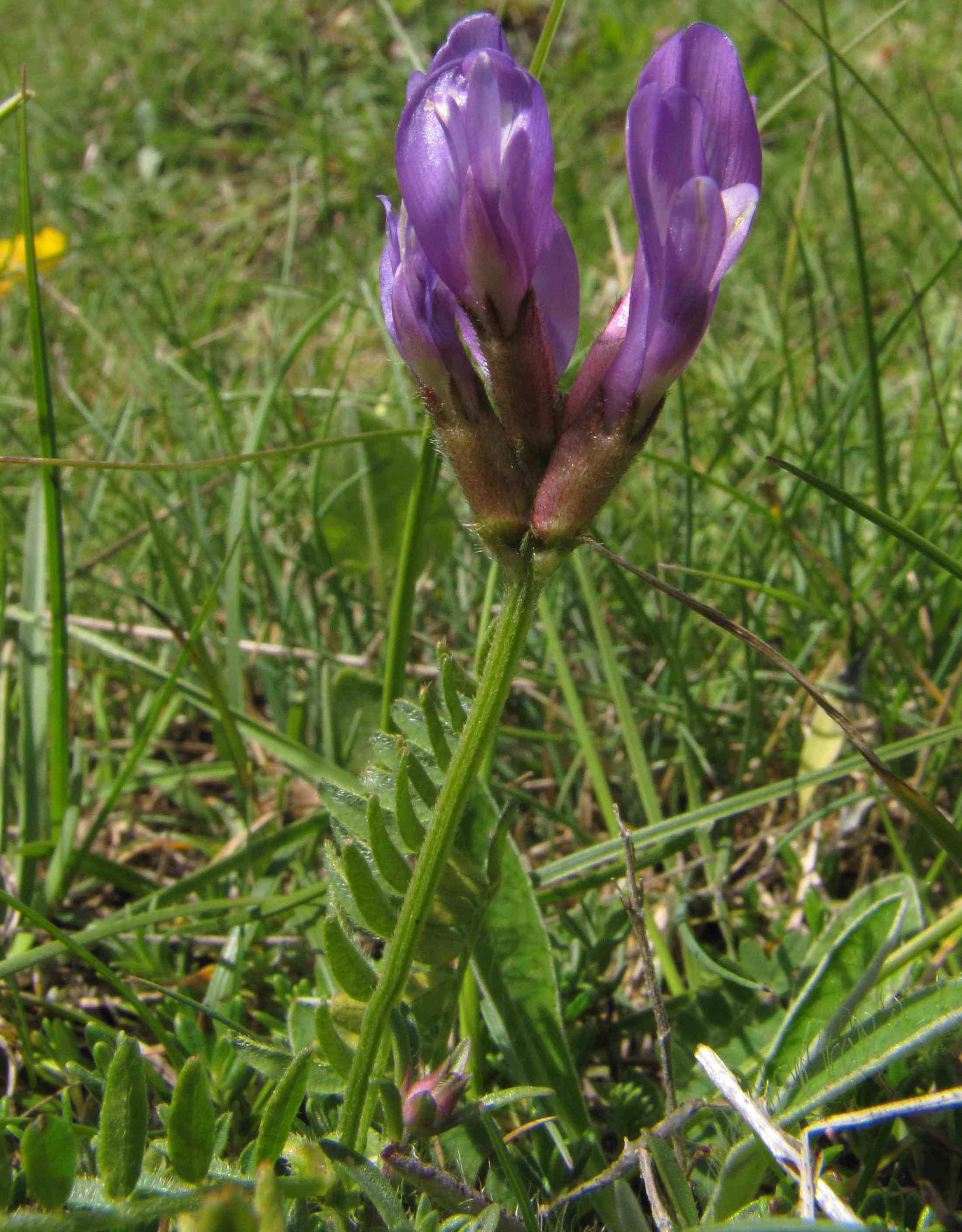 leguminosa d''alta quota - Astragalus...?
